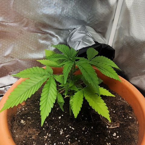 #2 Northern Lights  growlog timeline photo