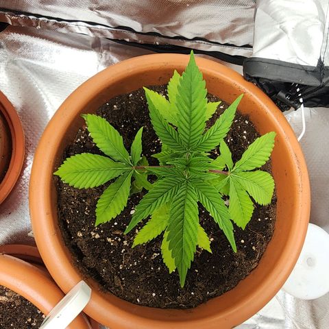#2 Northern Lights  growlog timeline photo