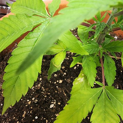 #2 Northern Lights  growlog timeline photo