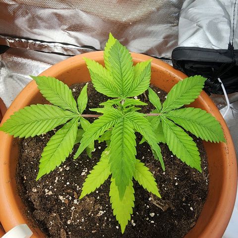 #2 Northern Lights  growlog timeline photo