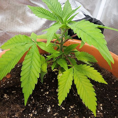#2 Northern Lights  growlog timeline photo