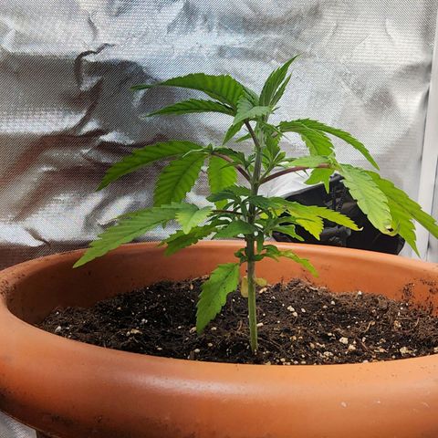 #2 Northern Lights  growlog timeline photo