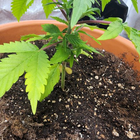 #2 Northern Lights  growlog timeline photo