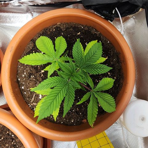 #2 Northern Lights  growlog timeline photo