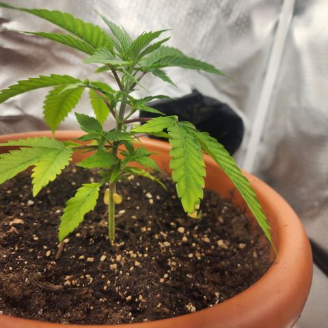 #2 Northern Lights  growlog timeline photo