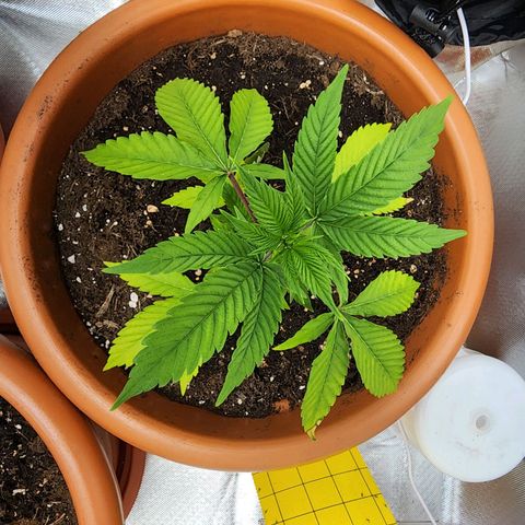 #2 Northern Lights  growlog timeline photo