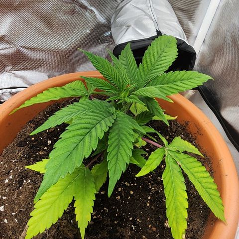 #2 Northern Lights  growlog timeline photo