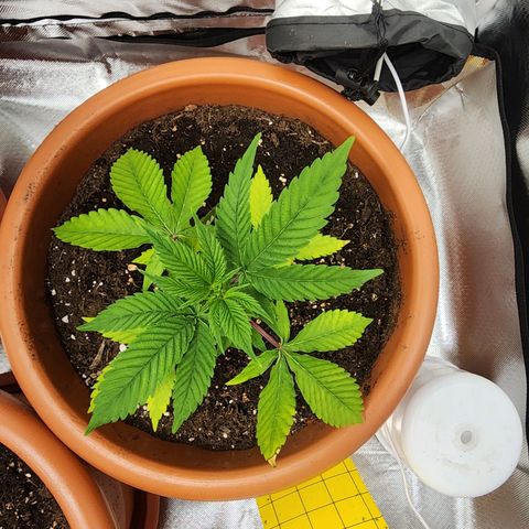 #2 Northern Lights  growlog timeline photo
