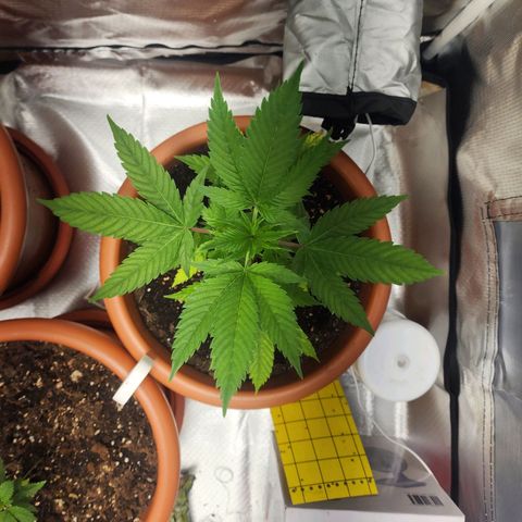#2 Northern Lights  growlog timeline photo