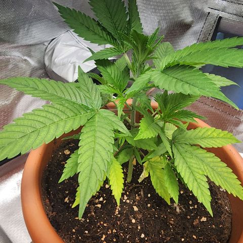 #2 Northern Lights  growlog timeline photo