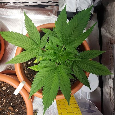 #2 Northern Lights  growlog timeline photo