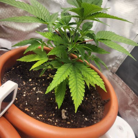 #2 Northern Lights  growlog timeline photo