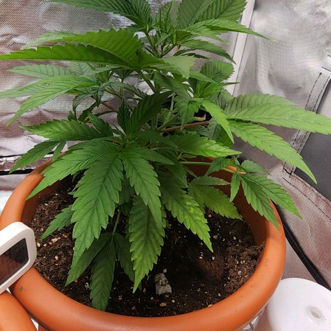 #2 Northern Lights  growlog timeline photo