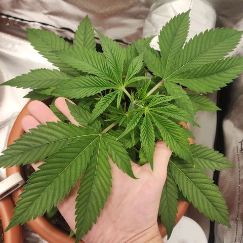 #2 Northern Lights  growlog timeline photo