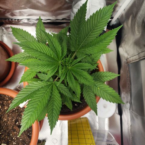 #2 Northern Lights  growlog timeline photo