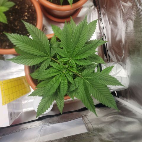 #2 Northern Lights  growlog timeline photo