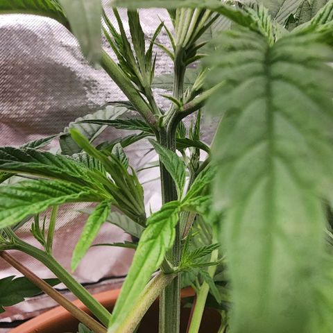 #2 Northern Lights  growlog timeline photo