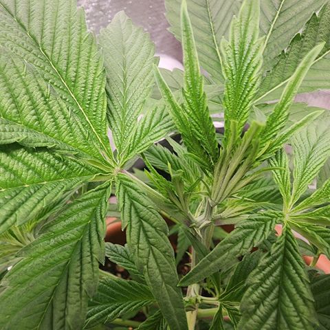 #2 Northern Lights  growlog timeline photo