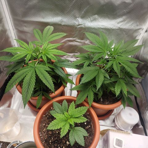 #2 Northern Lights  growlog timeline photo
