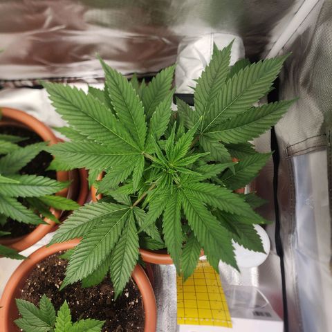 #2 Northern Lights  growlog timeline photo