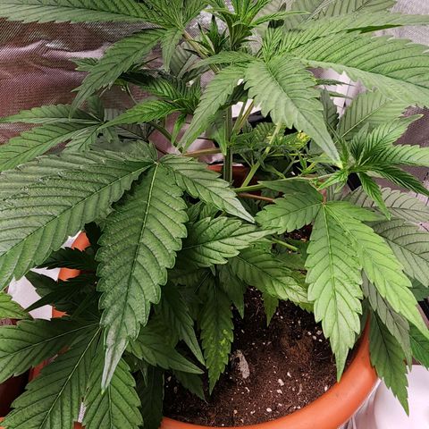 #2 Northern Lights  growlog timeline photo