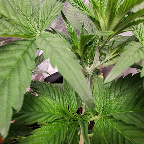 #2 Northern Lights  growlog timeline photo