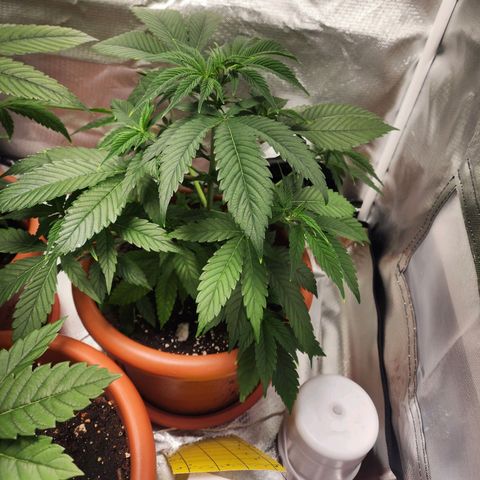 #2 Northern Lights  growlog timeline photo