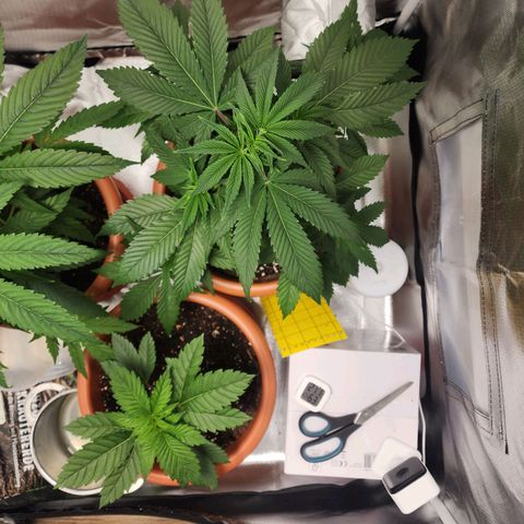 #2 Northern Lights  growlog timeline photo