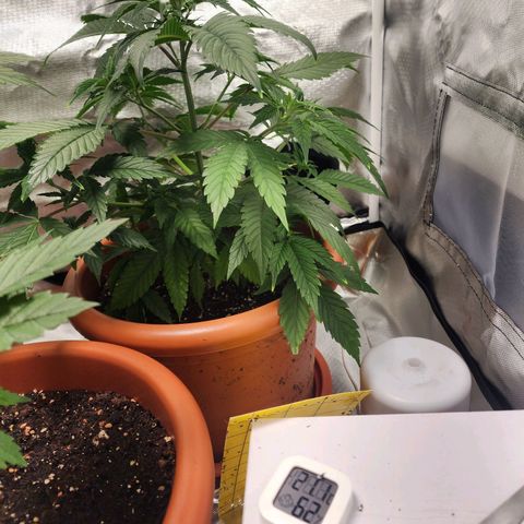 #2 Northern Lights  growlog timeline photo