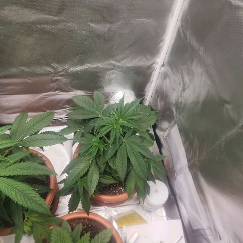#2 Northern Lights  growlog timeline photo