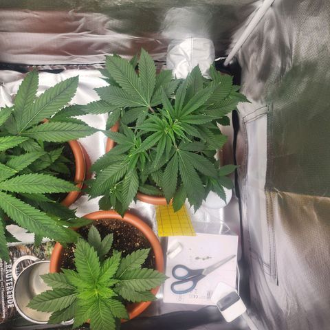 #2 Northern Lights  growlog timeline photo