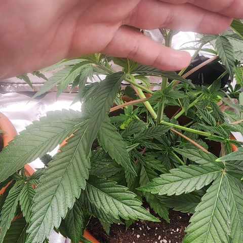 #2 Northern Lights  growlog timeline photo