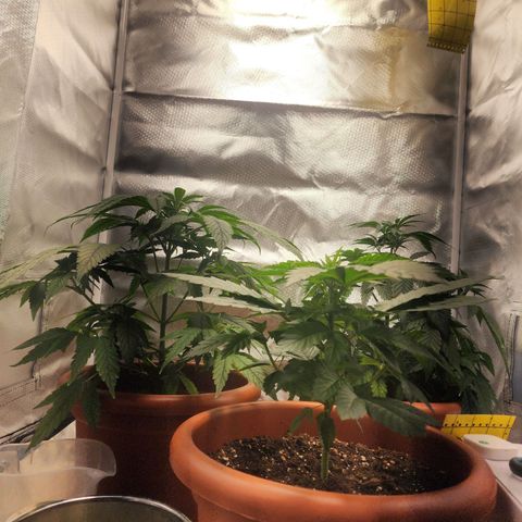 #2 Northern Lights  growlog timeline photo