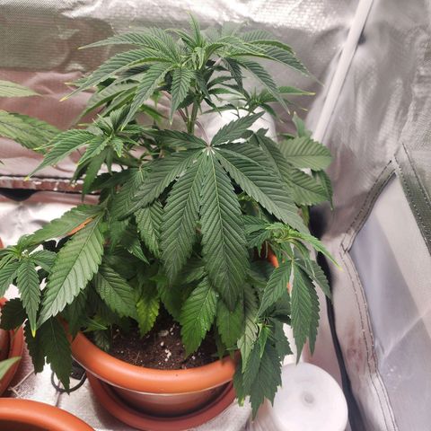 #2 Northern Lights  growlog timeline photo
