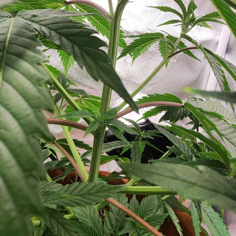 #2 Northern Lights  growlog timeline photo