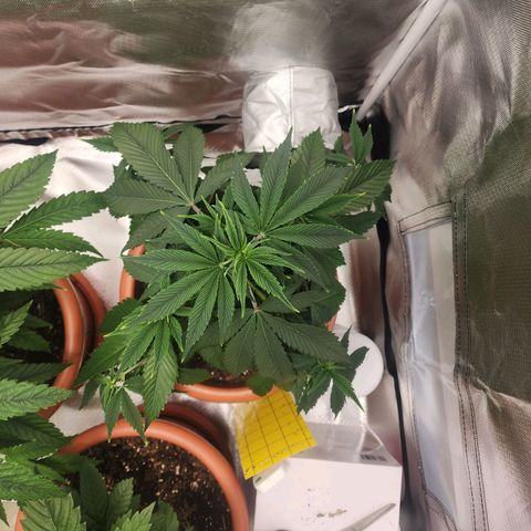 #2 Northern Lights  growlog timeline photo