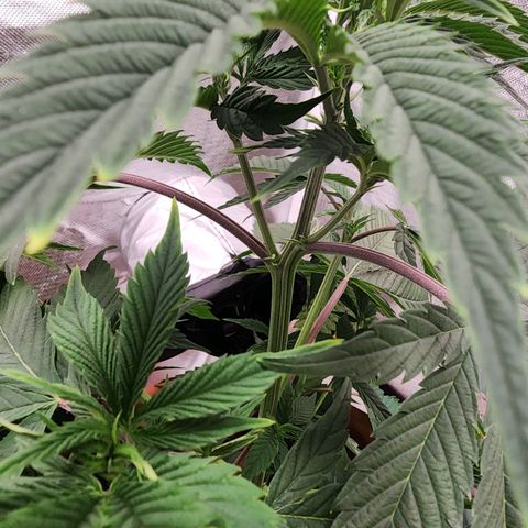 #2 Northern Lights  growlog timeline photo
