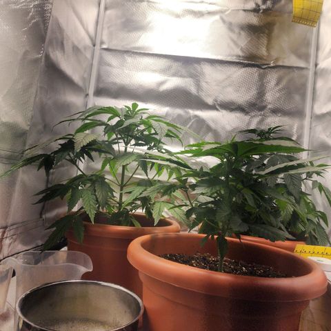 #2 Northern Lights  growlog timeline photo