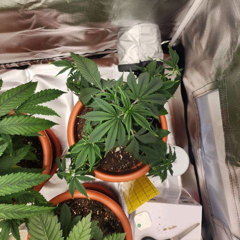 #2 Northern Lights  growlog timeline photo