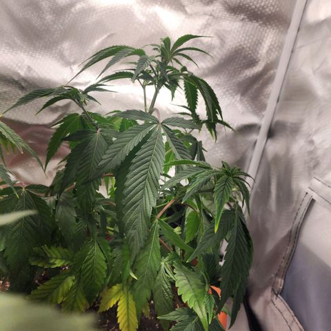 #2 Northern Lights  growlog timeline photo