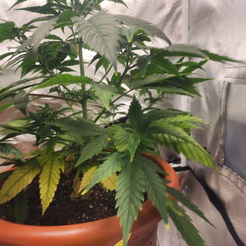 #2 Northern Lights  growlog timeline photo