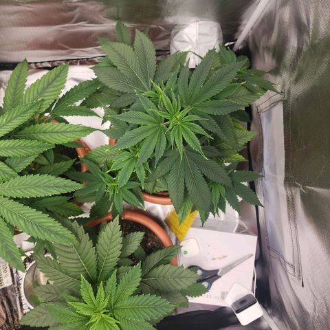 #2 Northern Lights  growlog timeline photo