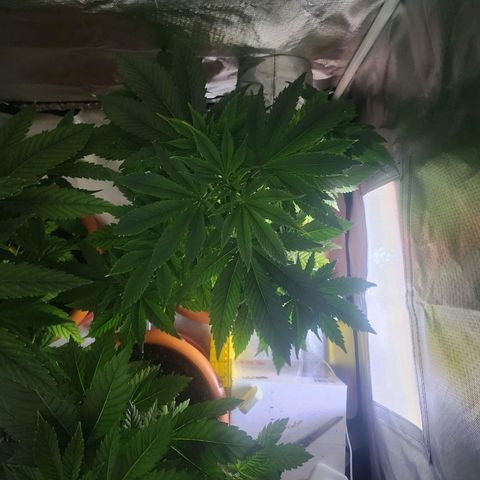 #2 Northern Lights  growlog timeline photo