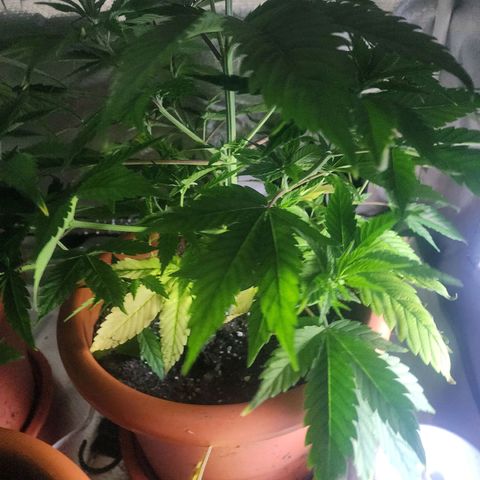 #2 Northern Lights  growlog timeline photo
