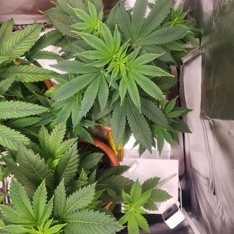 #2 Northern Lights  growlog timeline photo