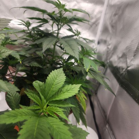 #2 Northern Lights  growlog timeline photo