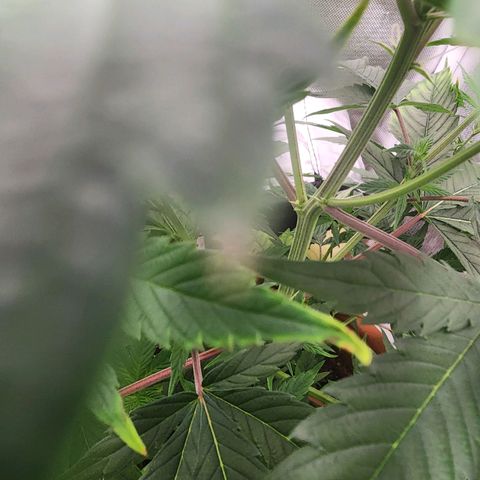 #2 Northern Lights  growlog timeline photo