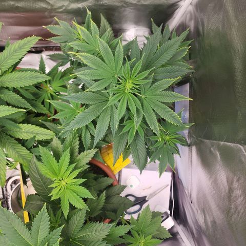 #2 Northern Lights  growlog timeline photo