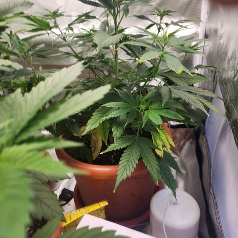 #2 Northern Lights  growlog timeline photo