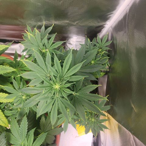 #2 Northern Lights  growlog timeline photo